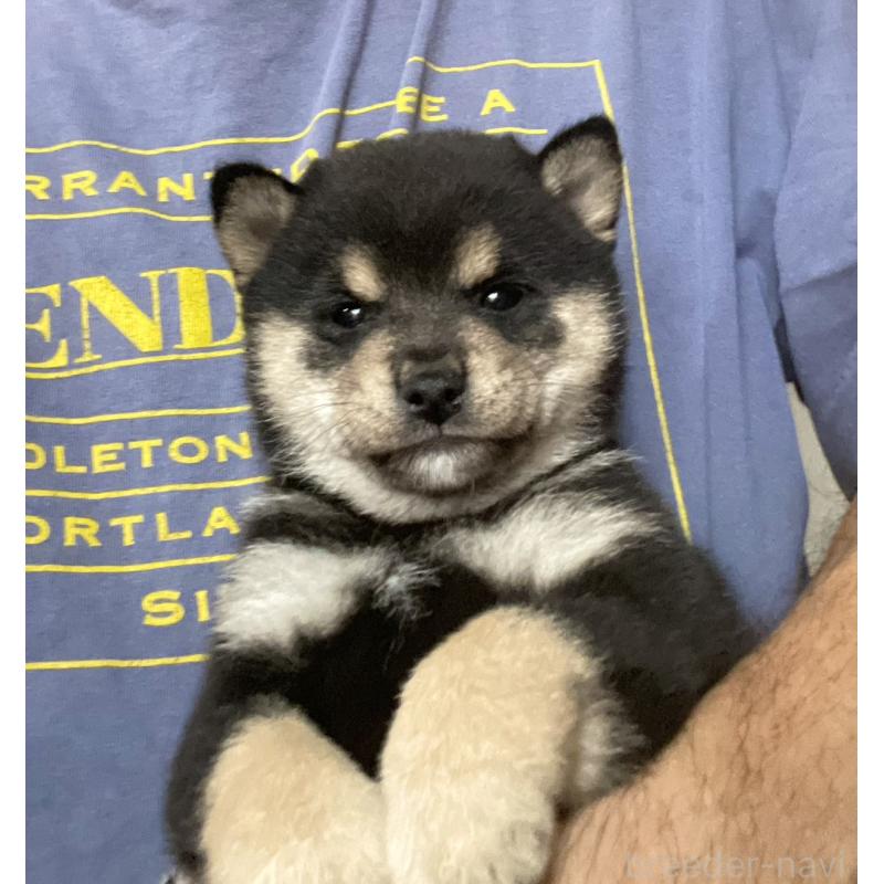 販売中の埼玉県の豆柴-423461の5枚目