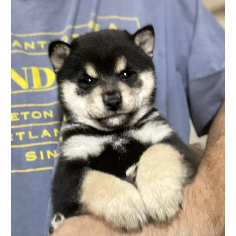 販売中の埼玉県の豆柴-423461の4枚目