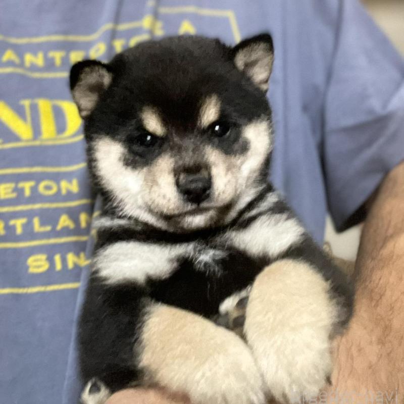 販売中の埼玉県の豆柴-423461