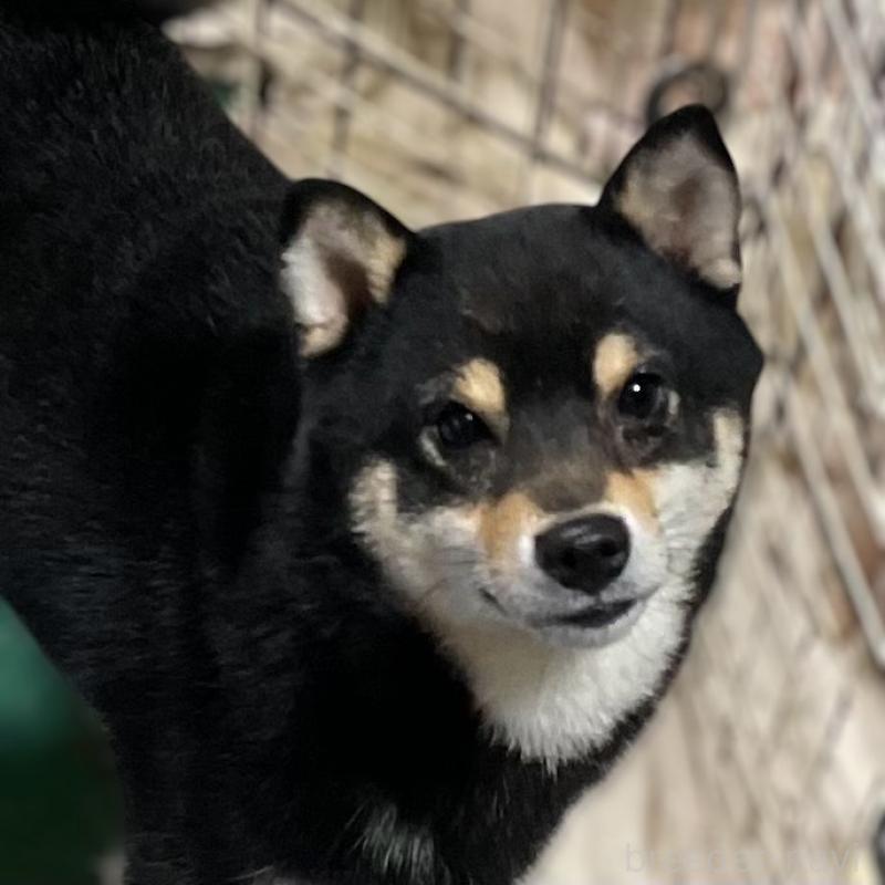 販売中の埼玉県の豆柴-423461の3枚目