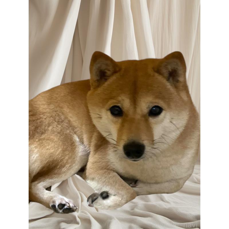 販売中の埼玉県の豆柴-423461の2枚目