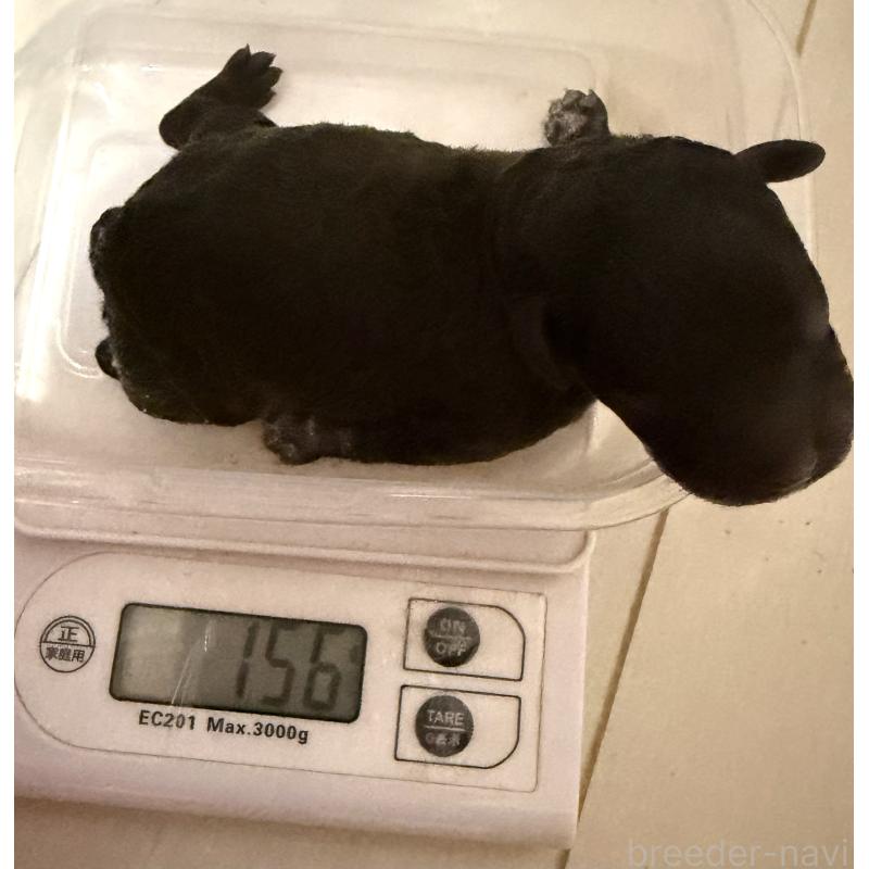 販売中の埼玉県のトイプードル-423465の6枚目