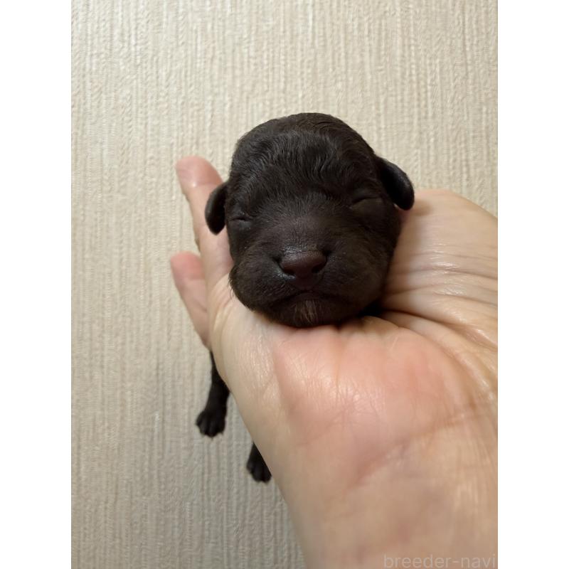 販売中の埼玉県のトイプードル-423465の5枚目