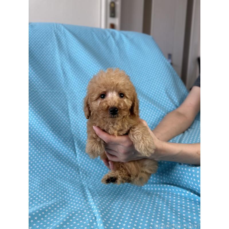 販売中の北海道のトイプードル-423463の4枚目