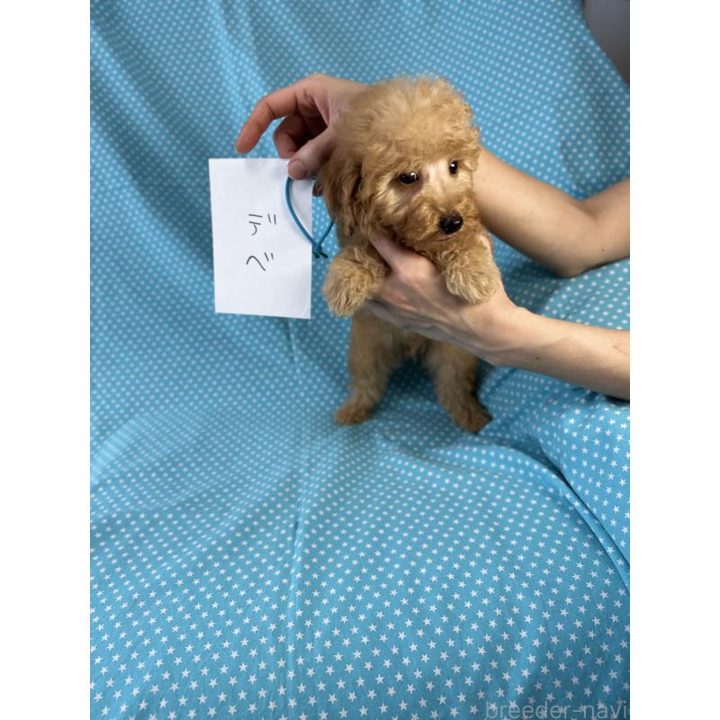 販売中の北海道のトイプードル-423463の3枚目