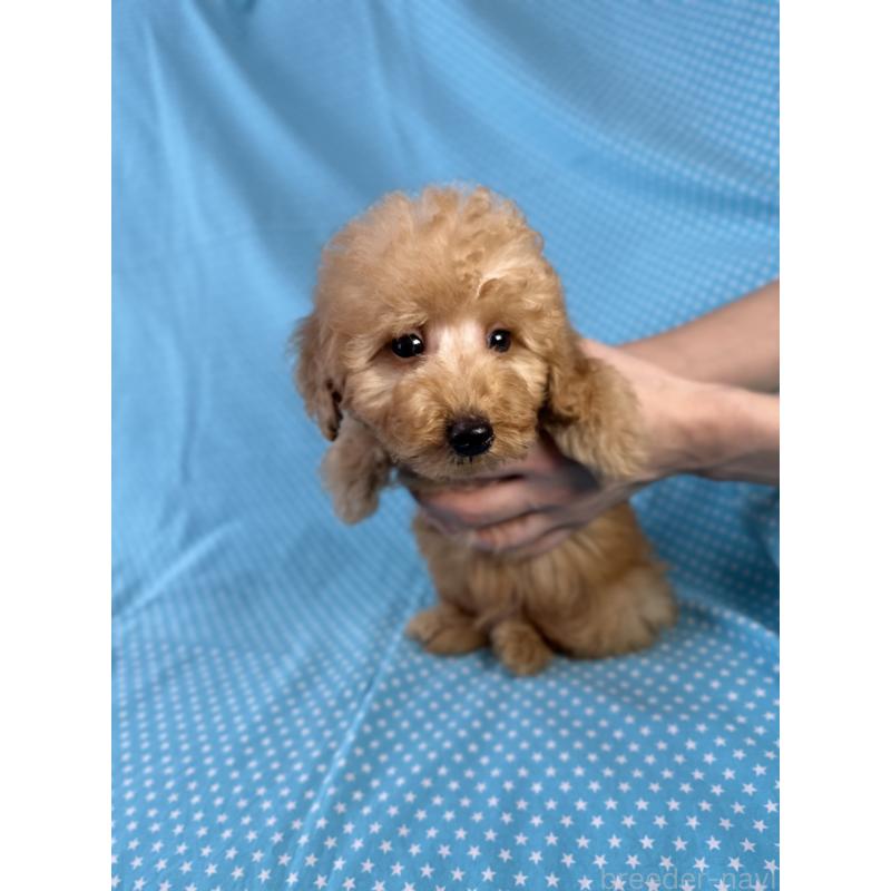 販売中の北海道のトイプードル-423463の2枚目