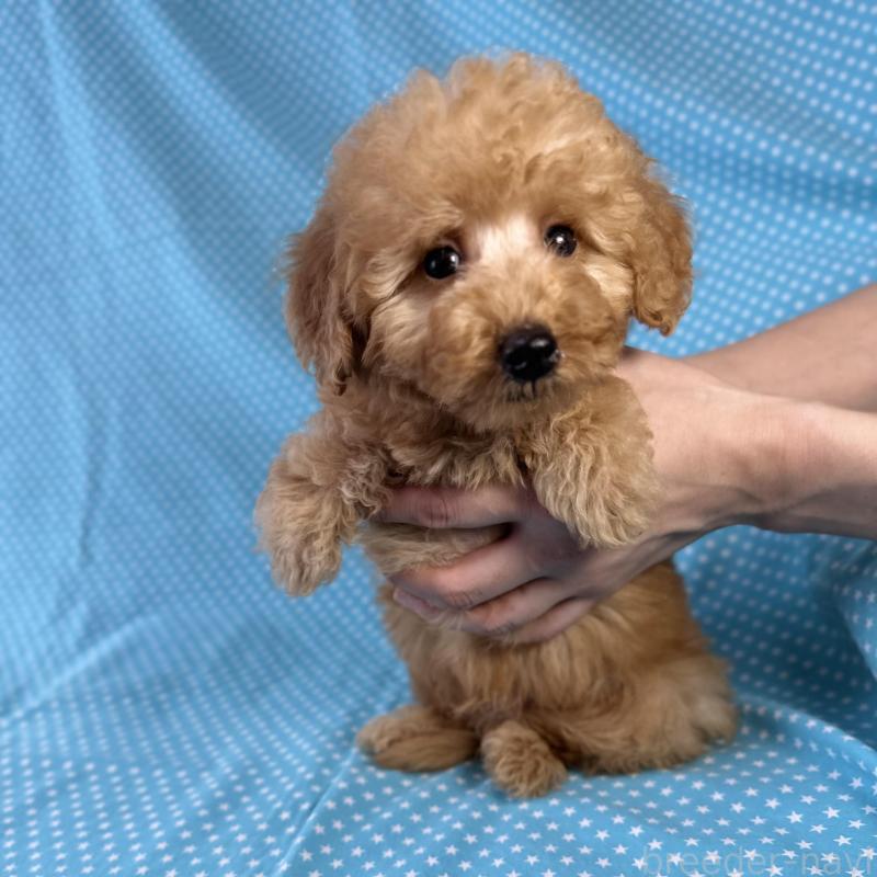 販売中の北海道のトイプードル-423463の1枚目