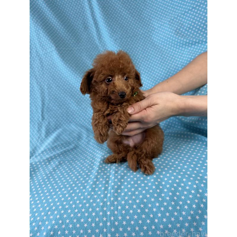 販売中の北海道のトイプードル-423464の4枚目