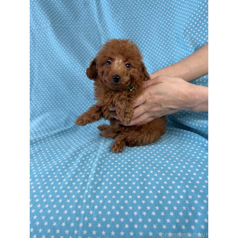 販売中の北海道のトイプードル-423464の3枚目