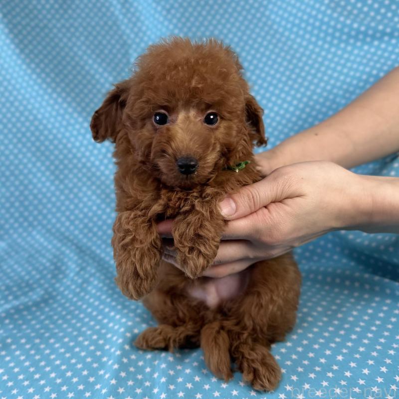 販売中の北海道のトイプードル-423464の1枚目