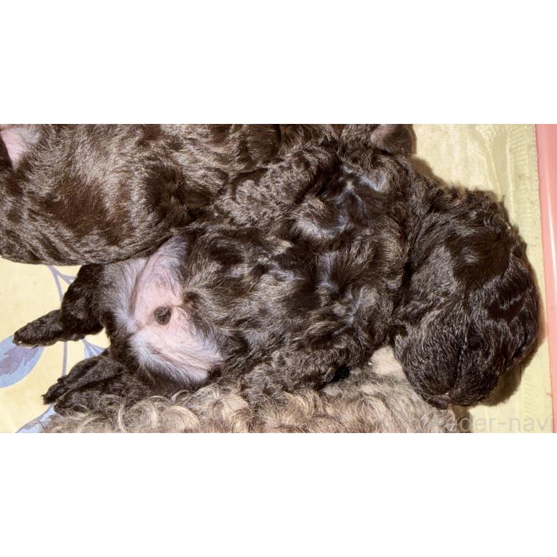 販売中の埼玉県のトイプードル-423465の4枚目