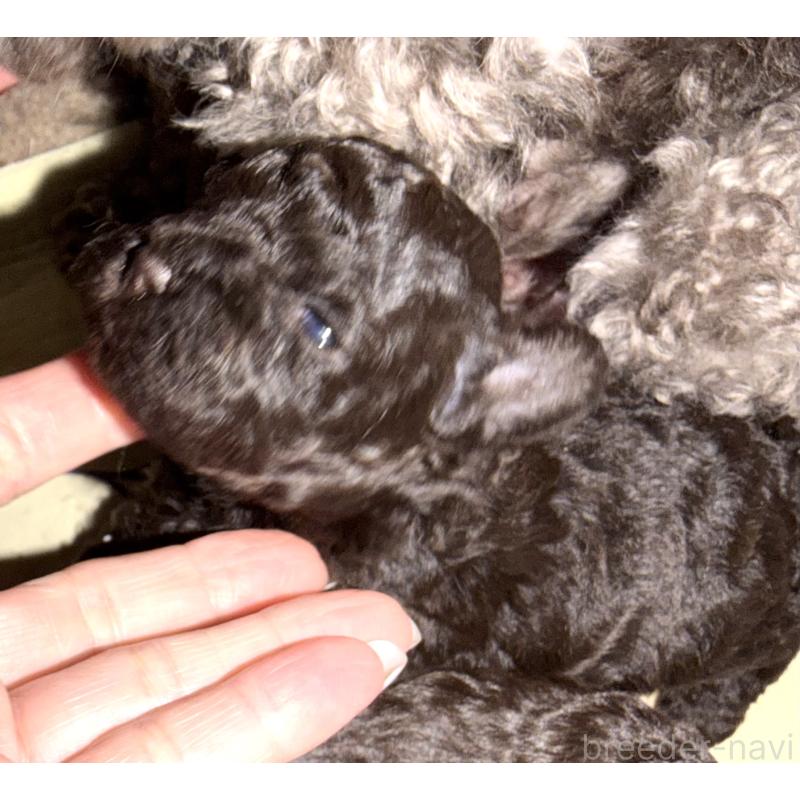 販売中の埼玉県のトイプードル-423465の3枚目