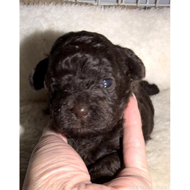 販売中の埼玉県のトイプードル-423465の2枚目