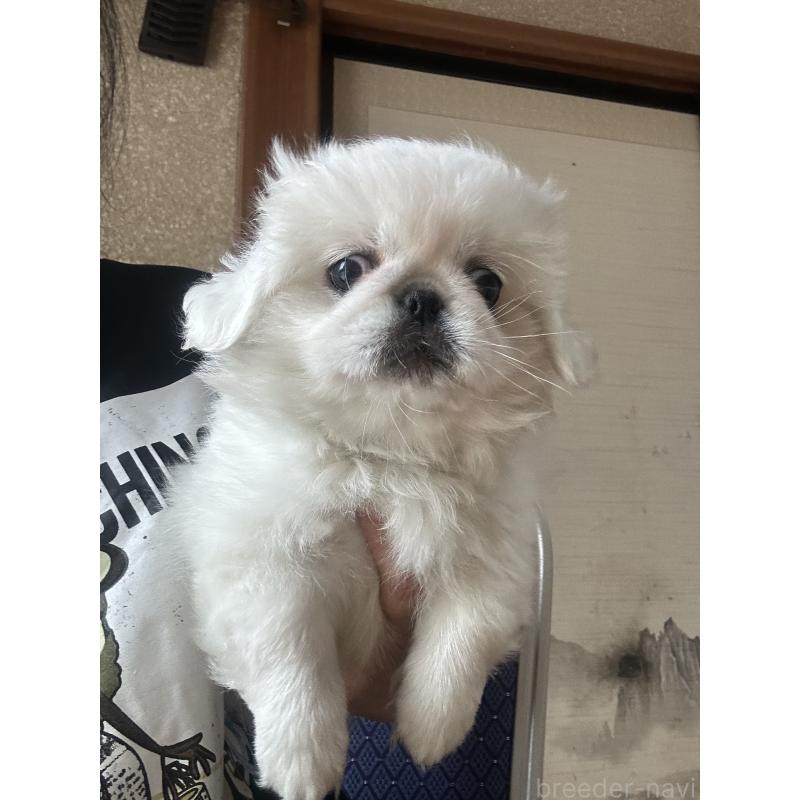 販売中の愛知県のペキニーズ-416614の4枚目