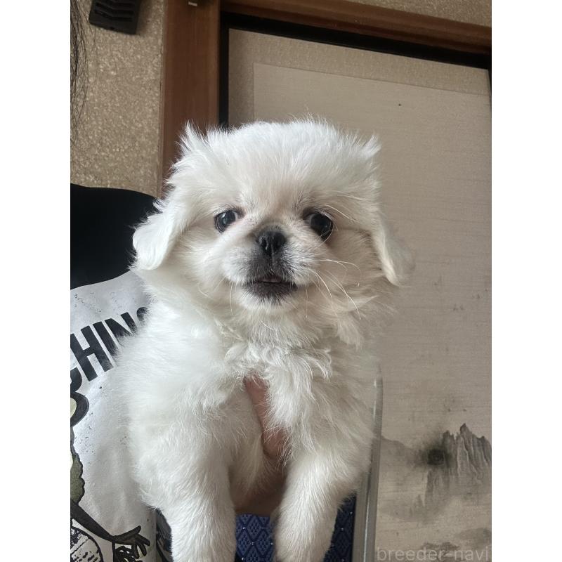 販売中の愛知県のペキニーズ-416614の3枚目