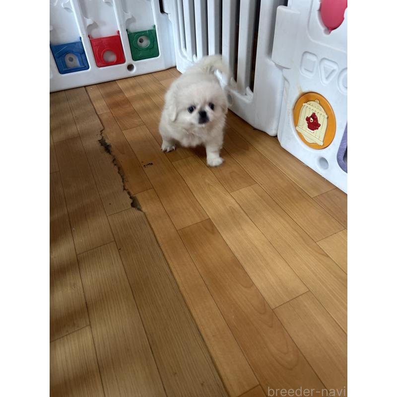 販売中の愛知県のペキニーズ-416614の2枚目