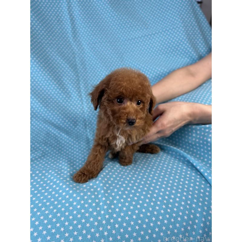 販売中の北海道のトイプードル-423467の4枚目