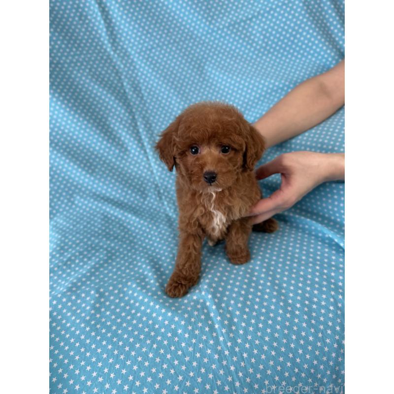 販売中の北海道のトイプードル-423467の3枚目