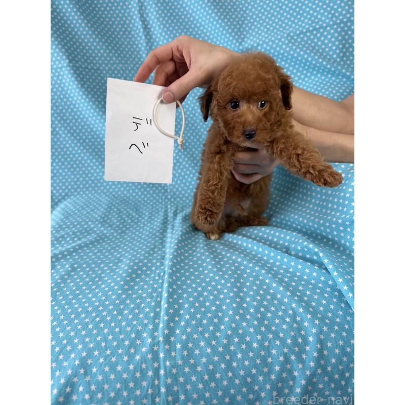 販売中の北海道のトイプードル-423467の2枚目