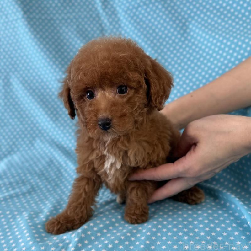 販売中の北海道のトイプードル-423467の1枚目