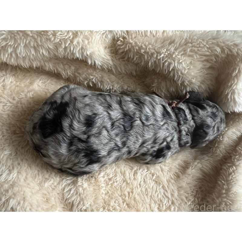 販売中の東京都のスタンダードプードル-423472の4枚目