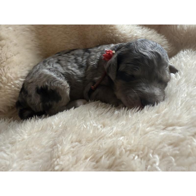 販売中の東京都のスタンダードプードル-423472の3枚目