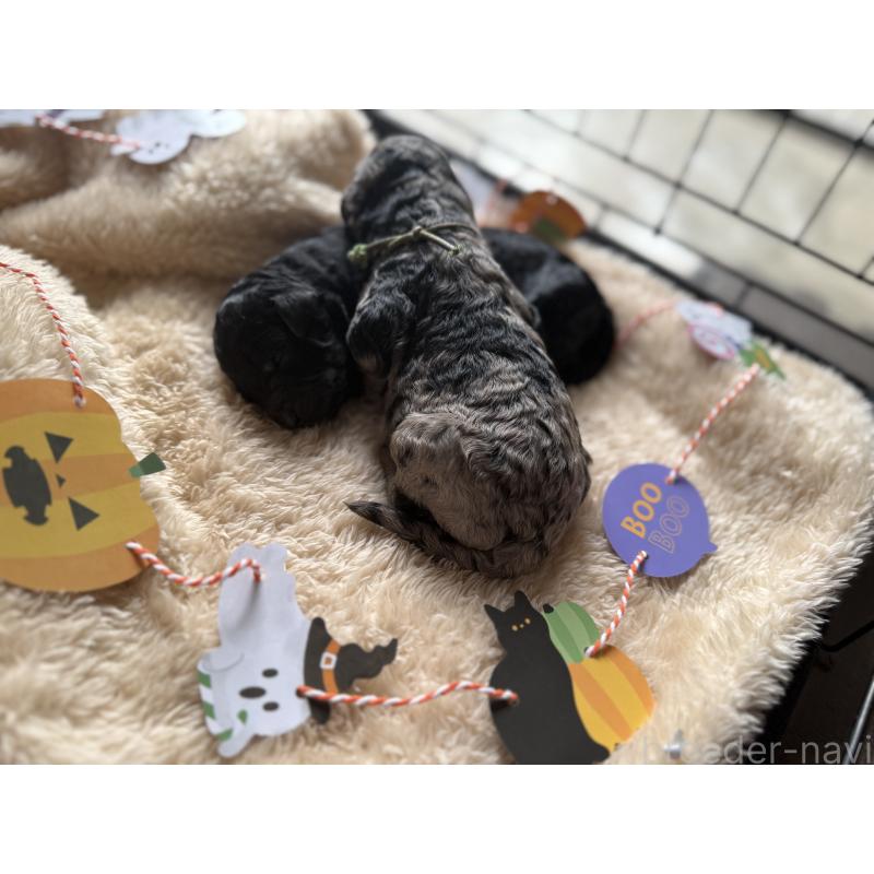 販売中の東京都のスタンダードプードル-423472の2枚目