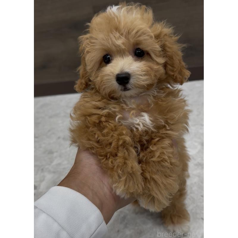 販売中の福岡県のマルプー:マルチーズ×トイプードル-423468の5枚目