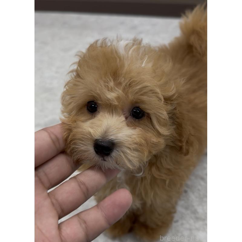 販売中の福岡県のマルプー:マルチーズ×トイプードル-423468の4枚目