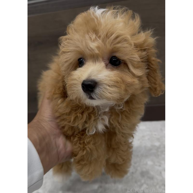 販売中の福岡県のマルプー:マルチーズ×トイプードル-423468の3枚目
