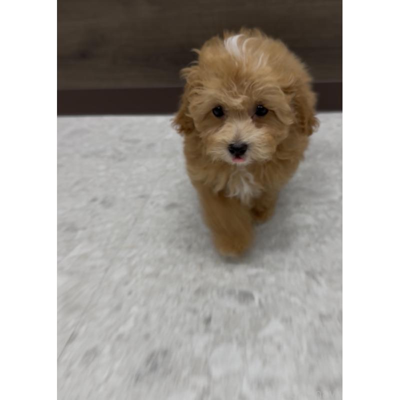 販売中の福岡県のマルプー:マルチーズ×トイプードル-423468の2枚目