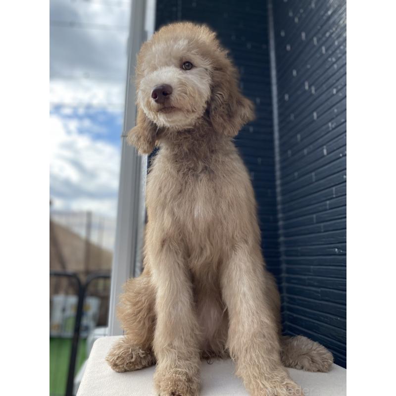 販売中の茨城県のスタンダードプードル-396926