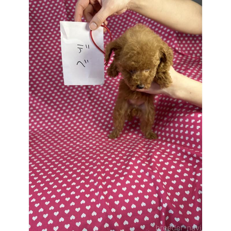 販売中の北海道のトイプードル-423470の4枚目