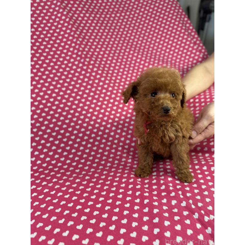 販売中の北海道のトイプードル-423470の3枚目