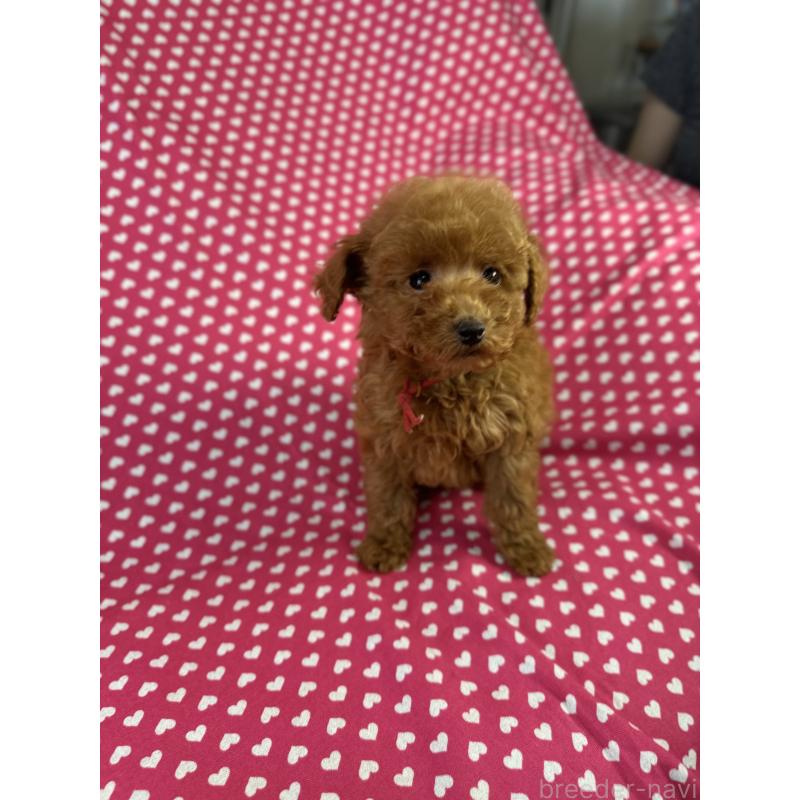 販売中の北海道のトイプードル-423470の2枚目