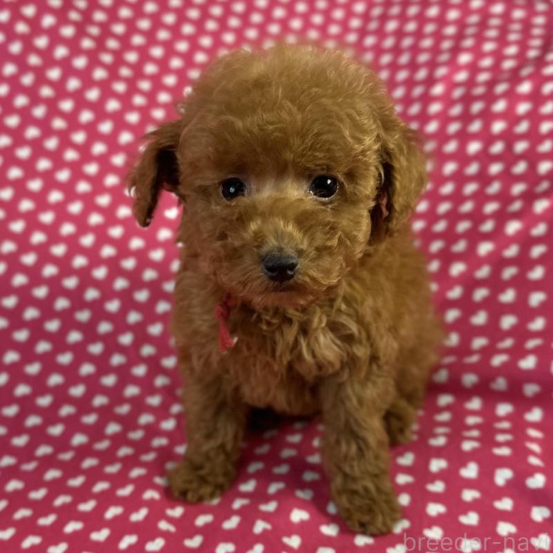 販売中の北海道のトイプードル-423470