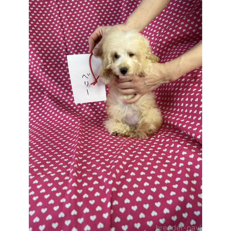 販売中の北海道のミックス犬-423471の4枚目