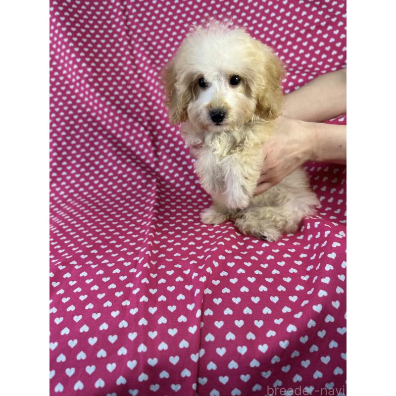 販売中の北海道のミックス犬-423471の2枚目