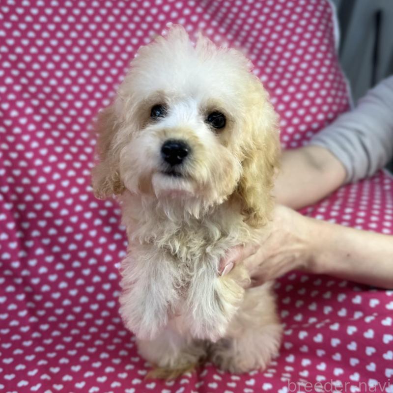 販売中の北海道のミックス犬-423471の1枚目