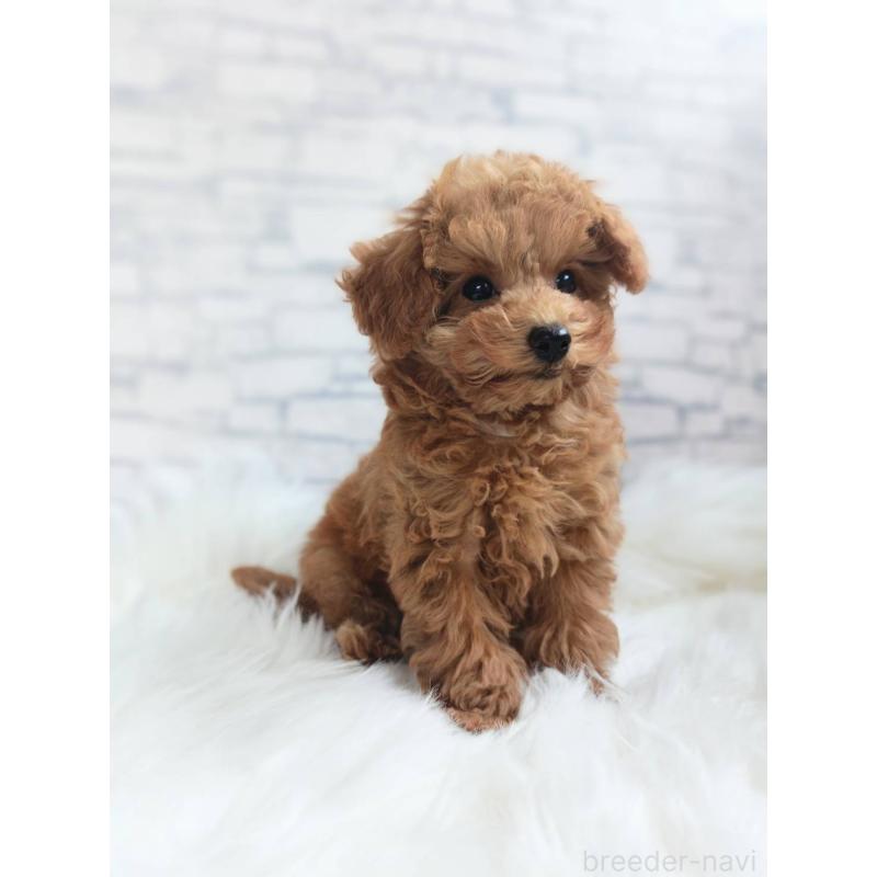 成約済の千葉県のティーカッププードル-421155の6枚目