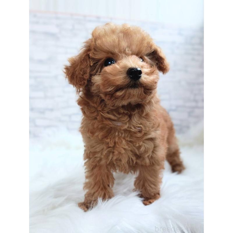 成約済の千葉県のティーカッププードル-421155の5枚目