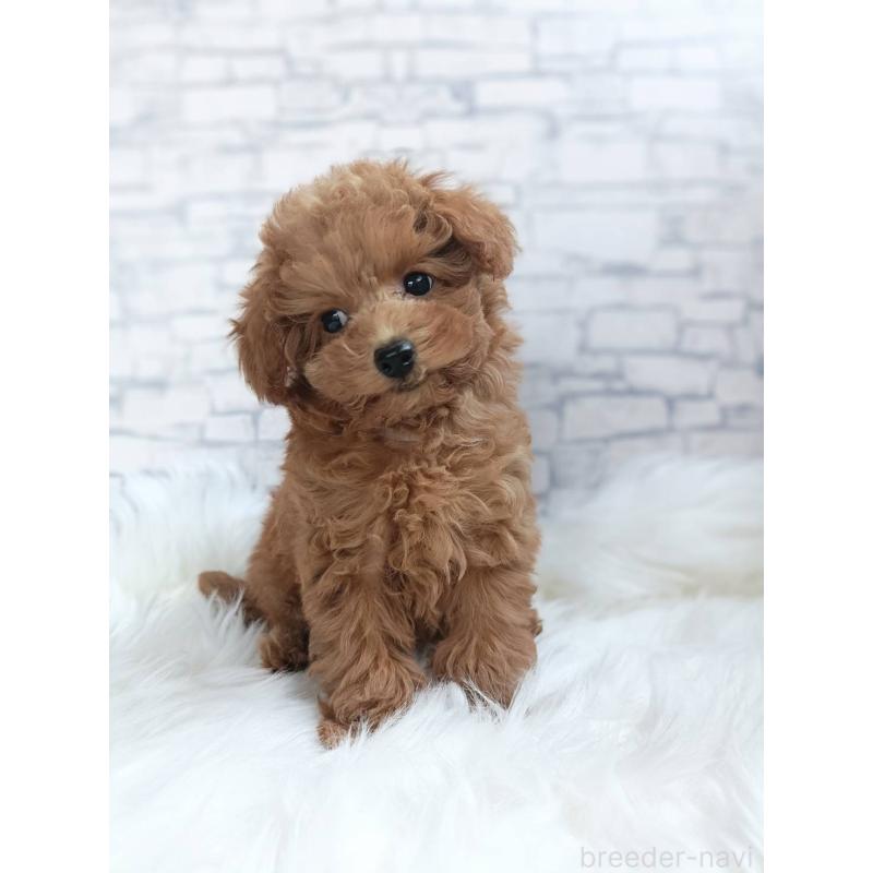 成約済の千葉県のティーカッププードル-421155の4枚目