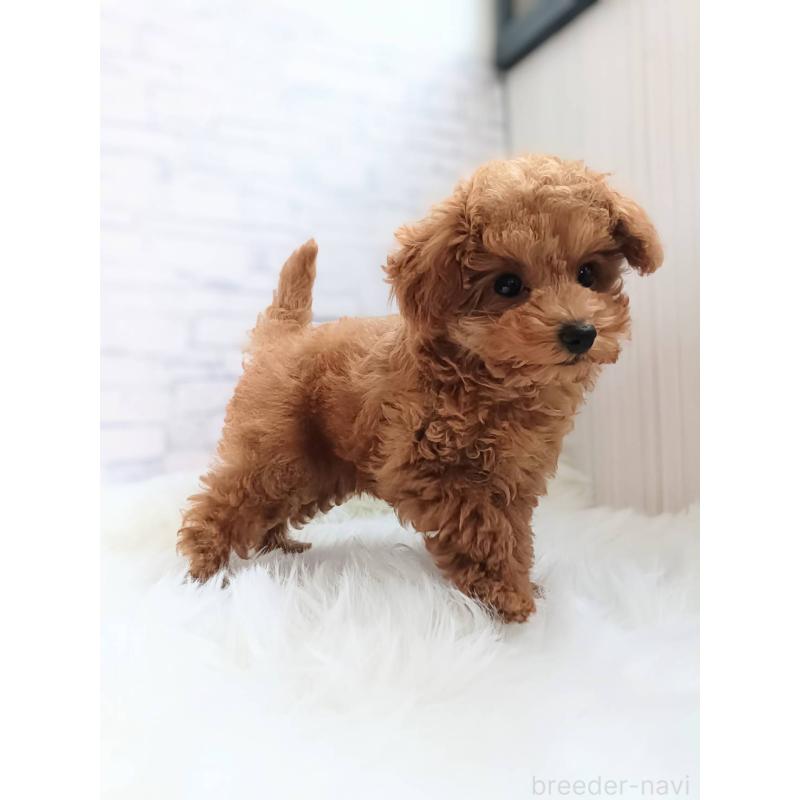 成約済の千葉県のティーカッププードル-421155の3枚目