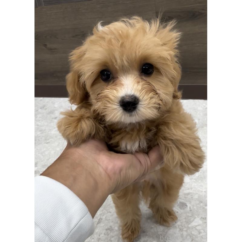 販売中の福岡県のマルプー:マルチーズ×トイプードル-423474の5枚目