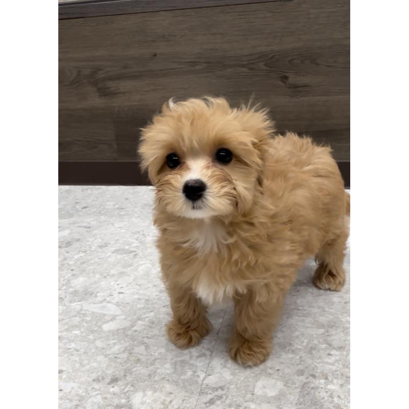 販売中の福岡県のマルプー:マルチーズ×トイプードル-423474の4枚目