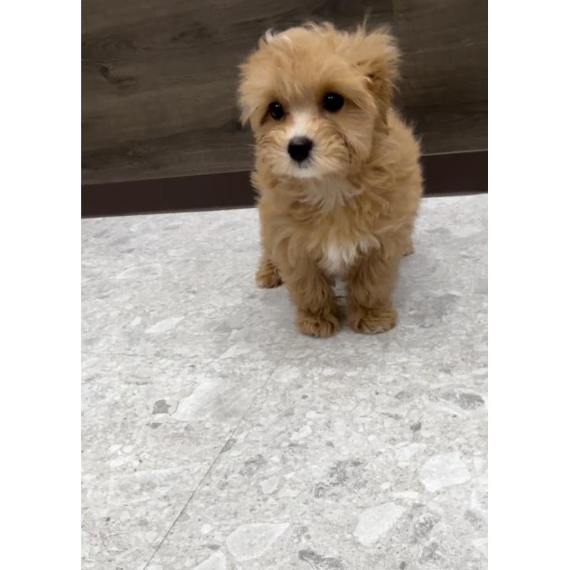 販売中の福岡県のマルプー:マルチーズ×トイプードル-423474の3枚目