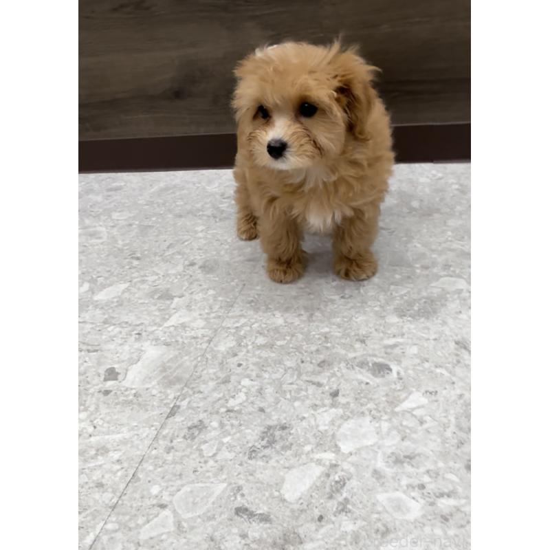 販売中の福岡県のマルプー:マルチーズ×トイプードル-423474の2枚目