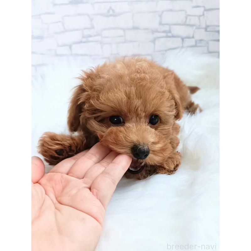 成約済の千葉県のティーカッププードル-421155の2枚目