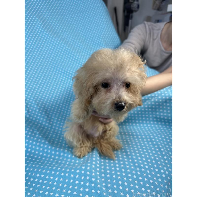 販売中の北海道のミックス犬-423473の3枚目