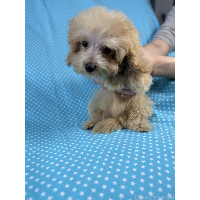 販売中の北海道のミックス犬-423473の2枚目